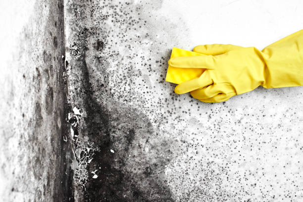 Best Black Mold Removal  in Garden Grove, FL