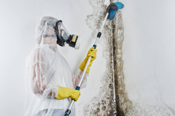 Best Black Mold Removal  in Garden Grove, FL