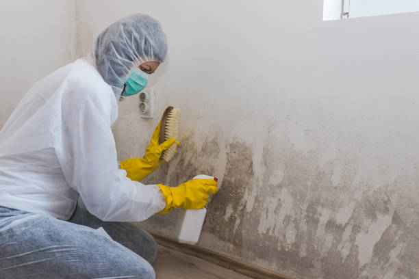 Best Mold Testing  in Garden Grove, FL