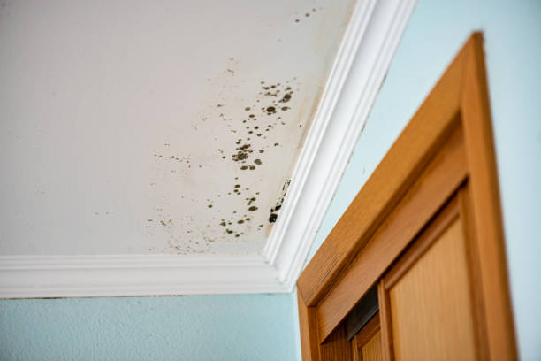 Mold Removal Process in Garden Grove, FL