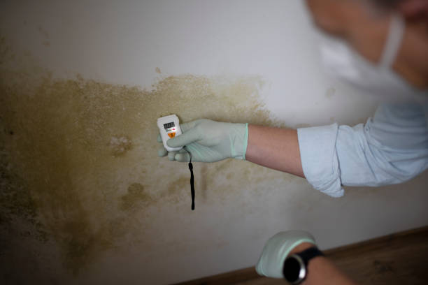 Best Attic Mold Removal  in Garden Grove, FL