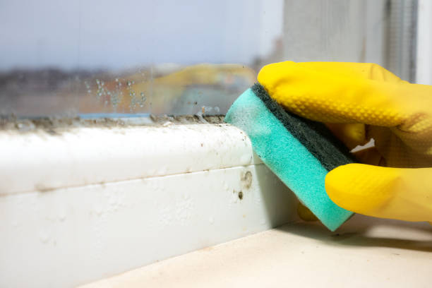 Best Fast Mold Removal  in Garden Grove, FL