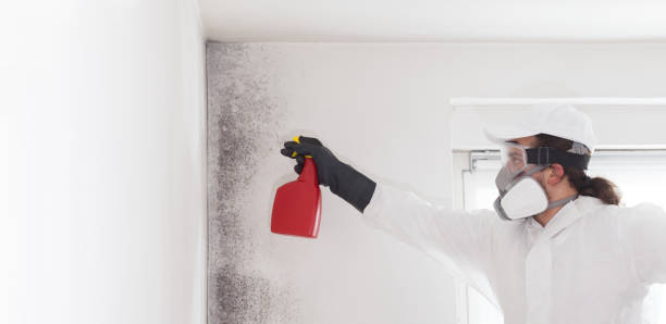 Best Attic Mold Removal  in Garden Grove, FL