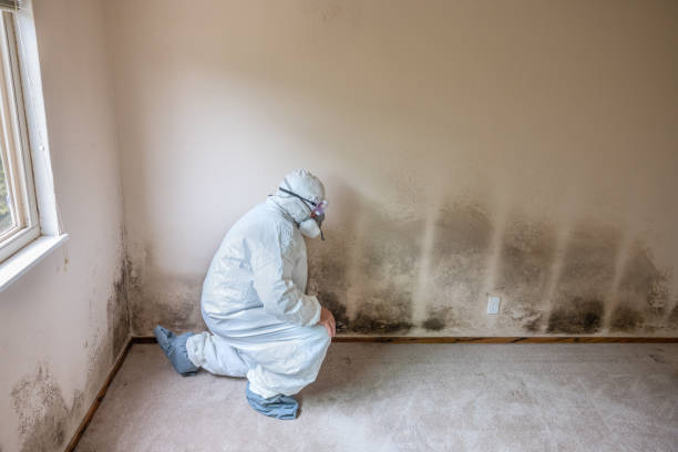 Best Black Mold Removal  in Garden Grove, FL