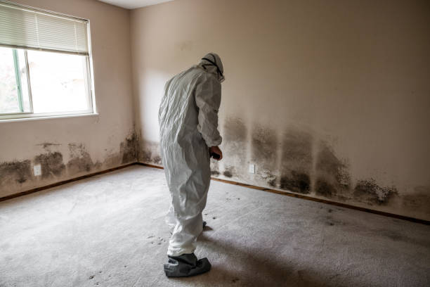 Best Black Mold Removal  in Garden Grove, FL