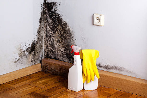 Best Mold Cleaning Services  in Garden Grove, FL