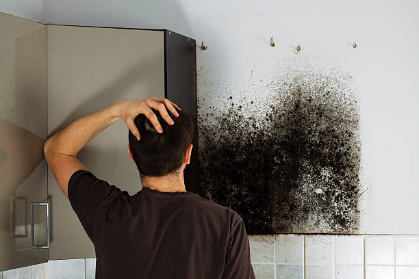 Best Office Mold Removal Services  in Garden Grove, FL