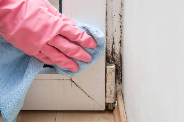 Best Mold Damage Repair  in Garden Grove, FL